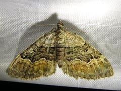 Xanthorhoe quadrifasiata