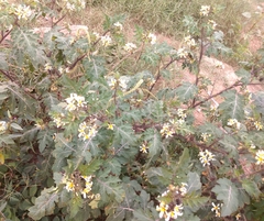 Solanum grayi