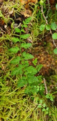 Cystopteris tasmanica