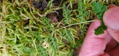 Cystopteris tasmanica