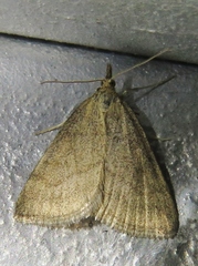 Psammotis pulveralis
