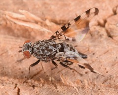 Pseudotephritis vau