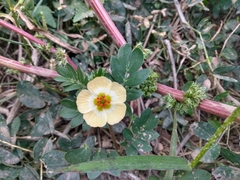 Kallstroemia rosei