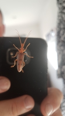 Parisopalpus nigronotatus