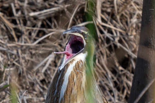 Avetoro lentiginoso (Botaurus lentiginosus)