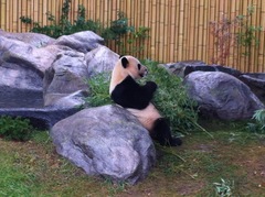 Ailuropoda melanoleuca