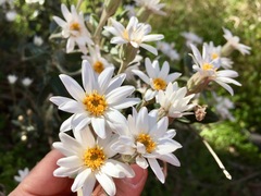 Olearia pannosa