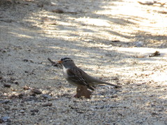 Zonotrichia leucophrys