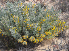 Rafnia spicata