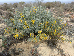 Rafnia spicata