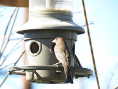 Haemorhous mexicanus