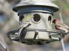 Haemorhous mexicanus