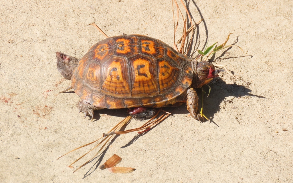 Eastern Box Turtle in October 2025 by Jim ONeill. Appears to be on top ...