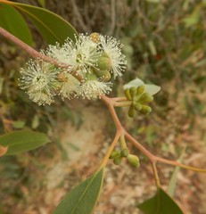 Eucalyptus arenacea