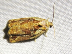 Archips oporana