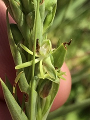 Habenaria filicornis