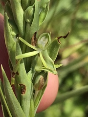 Habenaria filicornis