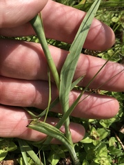 Habenaria filicornis
