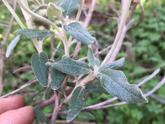 Olearia pannosa