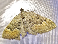 Xanthorhoe quadrifasiata
