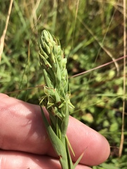 Habenaria filicornis