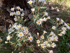 Olearia pannosa