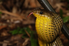 Amazon Puffing Snake photo 3
