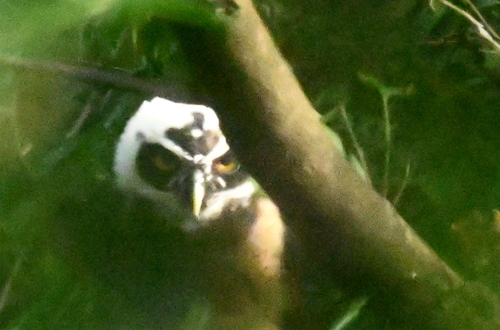Spectacled Owl (Pulsatrix perspicillata), photo 4