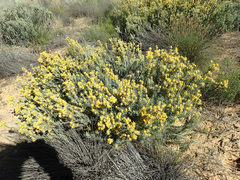 Leucadendron brunioides brunioides