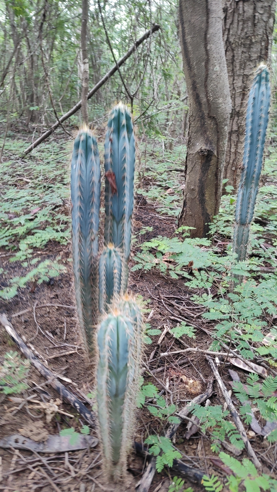 Pilosocereus pachycladus