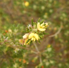 Phyllota pleurandroides