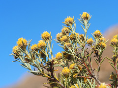 Leucadendron brunioides brunioides