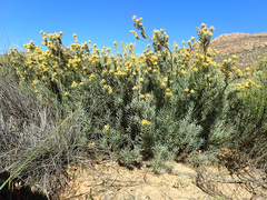 Leucadendron brunioides brunioides