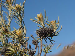 Leucadendron brunioides brunioides