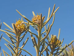 Leucadendron brunioides brunioides