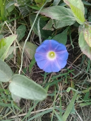 Ipomoea meyeri