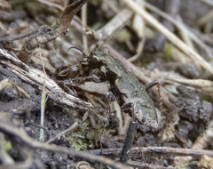 Neocicindela parryi
