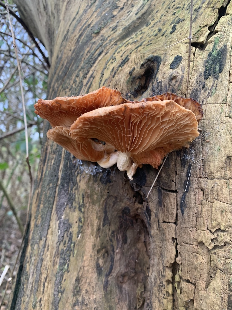 Rhodotus palmatus · January 2026 · photo: © osianshirley (iNaturalist, cc0)