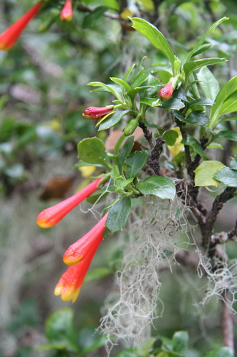 Desfontainia fulgens