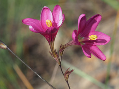 Ixia latifolia
