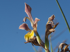 Gladiolus virescens