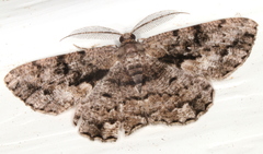 Hypomecis externaria