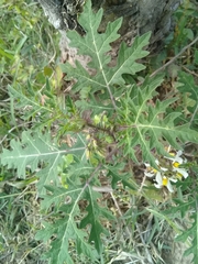 Solanum grayi