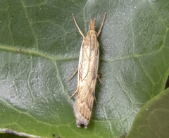 Orocrambus flexuosellus