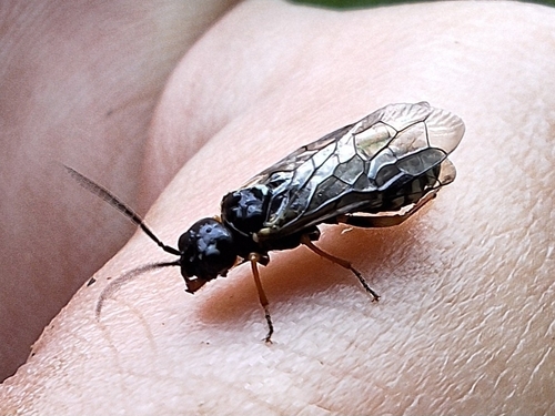 Neurotoma nemoralis