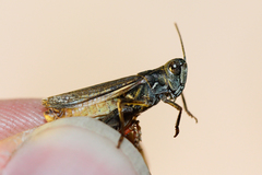 Dociostaurus brevicollis