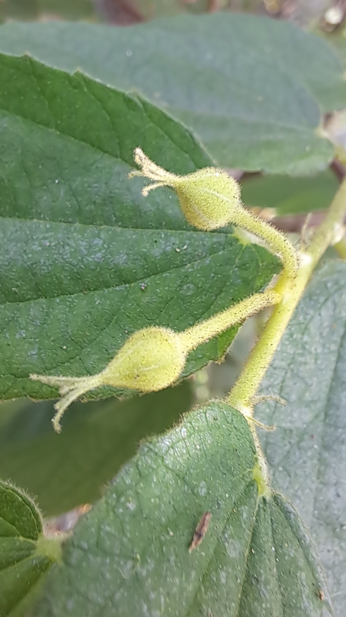 Muntingia calabura (Muntingia calabura)