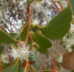 Eucalyptus arenacea