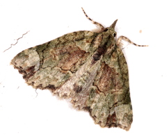 Tamba conscripta