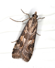 Nomophila corticalis